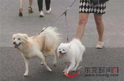 正式获批 在东莞不能任性养犬 最高罚...