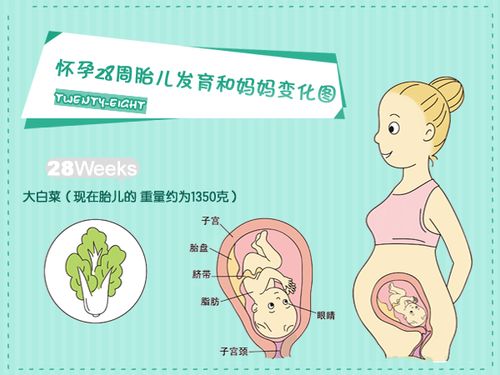 胎儿发育指标(胎儿发育标准)