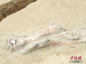 江苏发现淮河古菱齿象骨骼化石 距今五六万年