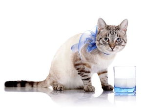 猫咪为什么喜欢喝牛奶 