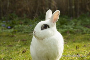 宠物兔子怎么养不会臭 什么品种兔子最好养 十大品牌网 