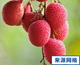 夏季3种时令水果孕妇要少吃