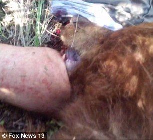 男子遛狗遭熊袭击咬住腿 救援者被迫砍掉熊头营救