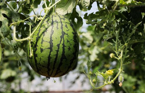 夏天吃西瓜有什么好处和坏处 夏天吃西瓜减肥还是增肥