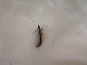 有人认识这种尾巴开叉的虫子吗 