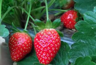 草莓 用英语怎么读 