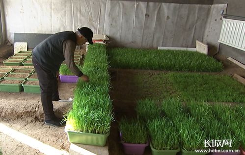 黄芽冬季养护(黄芽菜种植时间和方法露天)