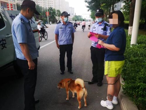 朝阳严查 养狗的注意 15人被罚,37只狗被收容