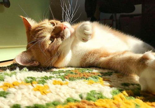 冬季猫咪爱晒太阳并没错,但日光照射性损伤不可轻视