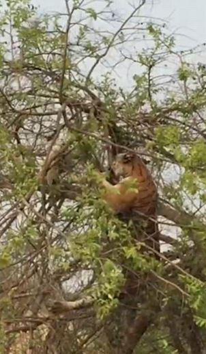 虎口逃生 母猴树顶上击败老虎救下猴宝宝 