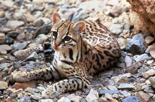 首次拍到美洲豹猎杀了豹猫,科学家很困惑,顶级捕食者为何厮杀