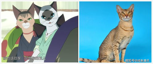 从冈妈动画电影 无限 看日本猫文化