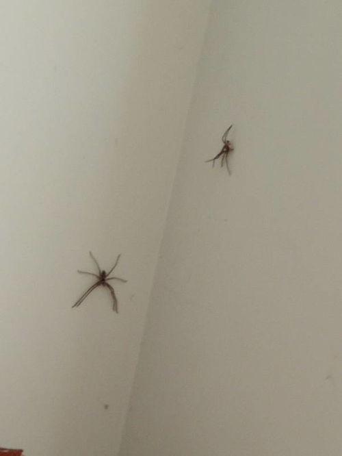 为什么我家老是出现这种蜘蛛 有毒吗 会伤害人 怎么赶走它 