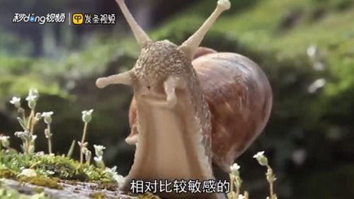 宠物蜗牛怎么饲养 