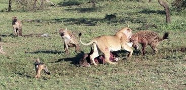 鬣狗和狮子去争夺食物,狮子反击未果,却被鬣狗咬住疼痛逃走 