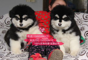 南京哪里可以买到好的阿拉斯加狗狗 哪里的阿拉斯加健康