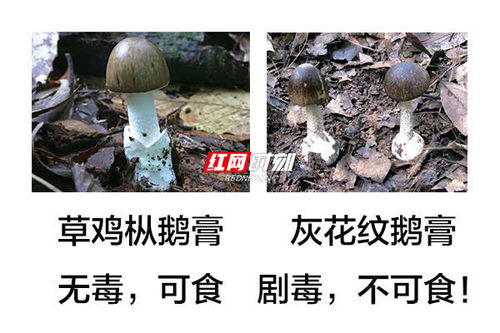 这个季节剧毒鹅膏菌正在疯长 这种特征的蘑菇千万不能采食