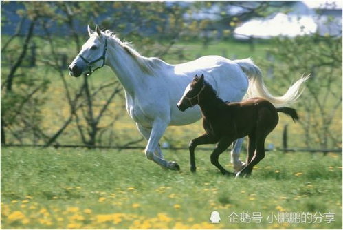 属马人 不出半个月会遇到下面1个人,将是你一生的大贵人