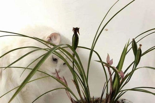 猫咪不愧是兰花界的杀手,养兰花的朋友们,请看好你家的猫