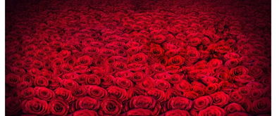 玫瑰花最经典的诗句,玫瑰花的诗句唯美句子？