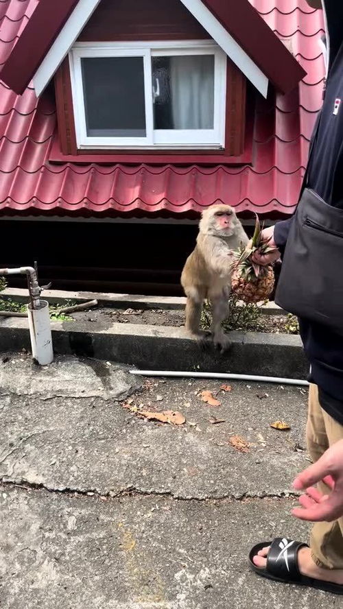 猴子表示只对凤梨感兴趣,拿到就开始吃了 