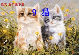 猫的确贪玩，要不怎么会一天一夜不回家呢反问句改陈述句(猫的确贪玩要不然怎么会一天一夜不回家呢改为陈述句)