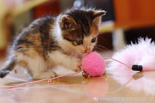 上海免费领养猫咪 