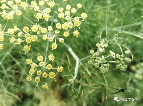 草酱 玩 出植物的10000种可能 周四 线上分享 