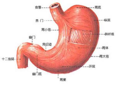 食道癌治愈率高吗 