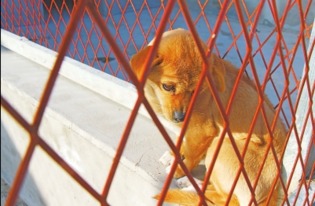 三门峡市养犬收容中心运营 首批流浪犬已入住 