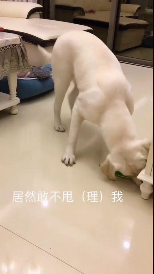 狗狗和蛇斗志斗勇呢,看看谁厉害 