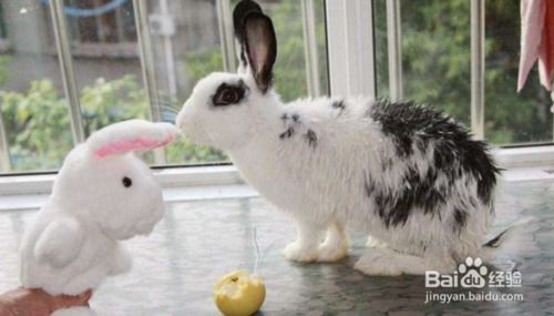 怎么给兔子洗澡,怎么给兔子洗澡兔子腿太脏了