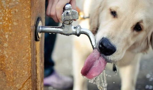 狗狗喝水把自己都喝没了夏天喝水要注意,六步解析水的秘密