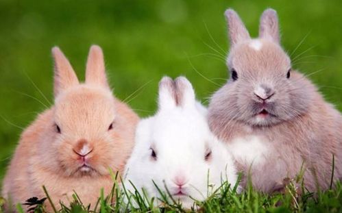兔子不吃窝边草 的下一句是什么 仅7个字,比前一句更有智慧