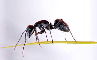 灭蚂蚁的方法,轻松几步消灭蚂蚁 