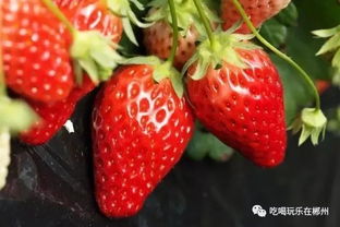 草莓红了 郴州最新草莓采摘地图,周末约起