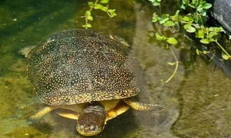 布氏拟龟 恬静的流星泽龟 听说现在已经很少见到了了,文末搬了个新视频