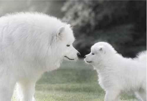 除了微笑天使萨摩耶, 还有哪些纯白如雪的高颜值狗狗