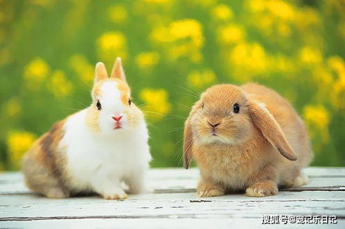 兔子便秘能吃食母片吗