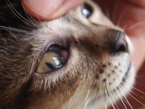 猫眼睛流脓一样的眼屎用什么药（奶猫眼睛发炎流脓睁不开）