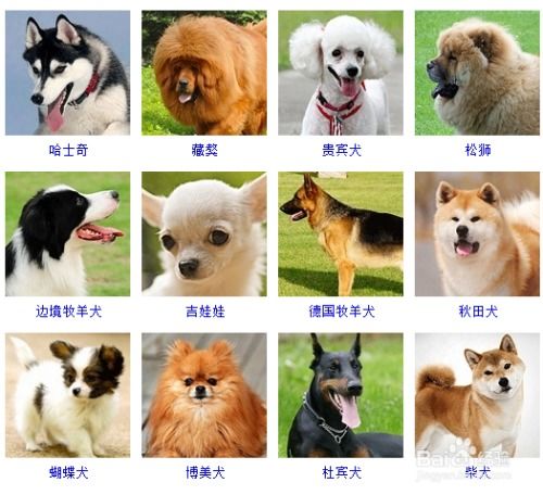 2019年热门宠物狗排名 