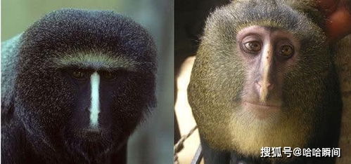 发现猴子新物种 长着一张奇怪的人脸,还有一个亮蓝色的屁股