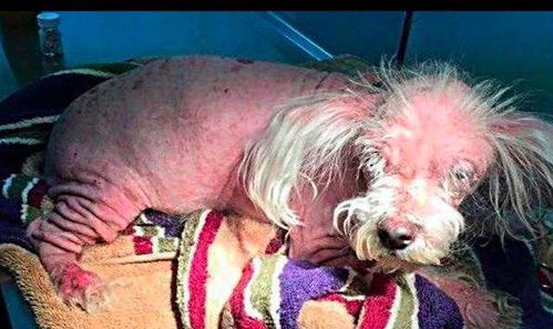 狗狗全身的皮肤发红像个小怪物,主人拖了几个月才将它送到医院