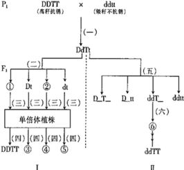 花药离体培养为什么不包括基因重组？它在把花药提取出来的时候，亲本能形成配子（花药）的之后不是会减数