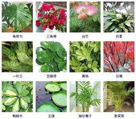 100种 观叶植物,你都见过吗