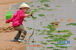 零星浒苔抵青岛