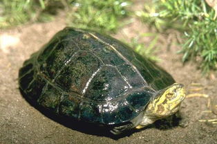 黄头龟能活多久寿命？