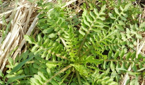 农村几种抗癌野菜,最后一种包饺子最好吃,不是农村的肯定没吃过