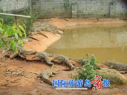 文昌6条鳄鱼雨天出逃咬伤村民 至今没抓获 