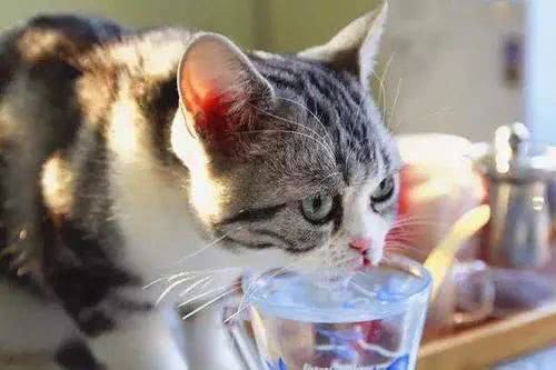 输营养液能缓解猫咪不吃饭吗